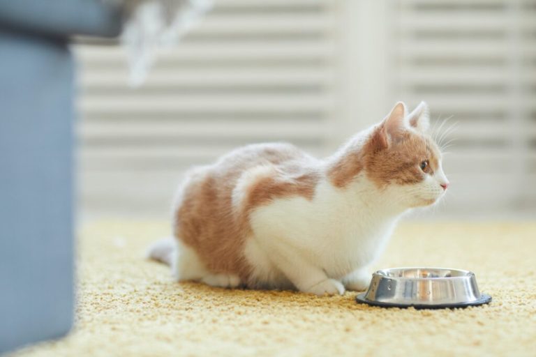 Pourquoi choisir une alimentation naturelle pour un chat ?